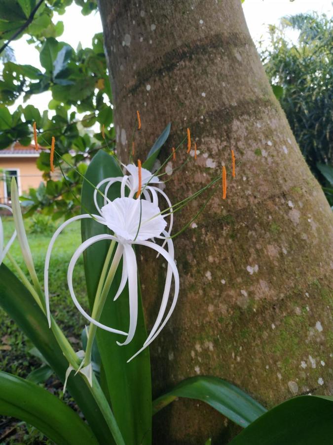 La Luciernaga Big Creek Bed & Breakfast Bocas Town Ngoại thất bức ảnh