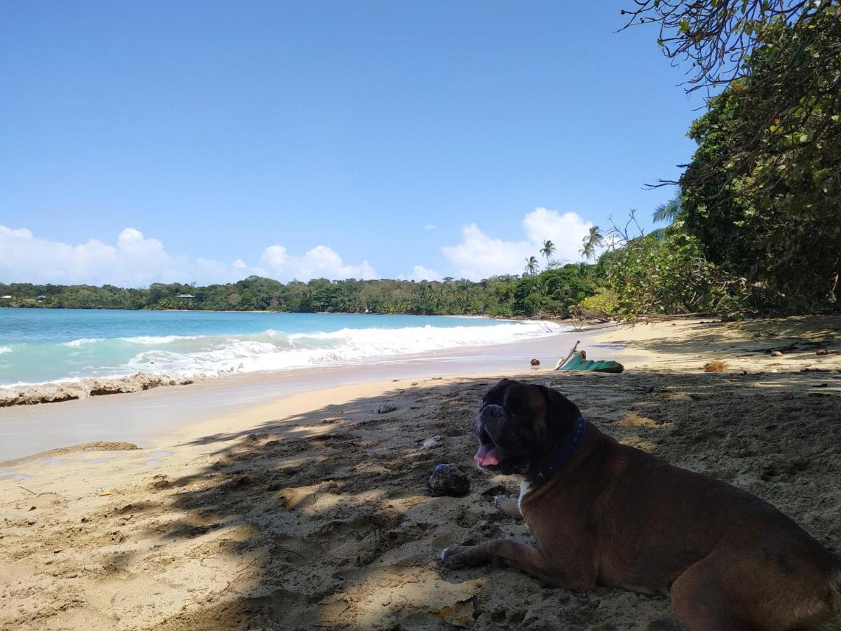 La Luciernaga Big Creek Bed & Breakfast Bocas Town Ngoại thất bức ảnh